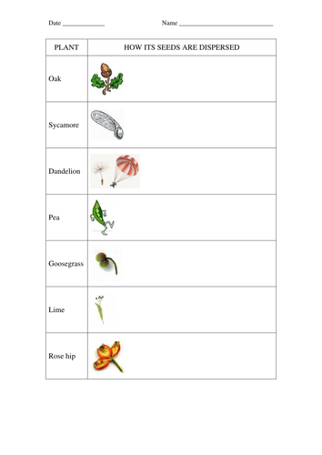 seed dispersal worksheets for key stage 2 science