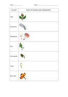 Seed dispersal worksheets for Key Stage 2 Science by rhiannonallen
