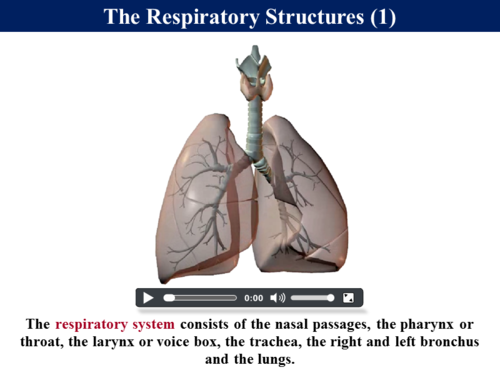 18+ Sinus Passages Diagram