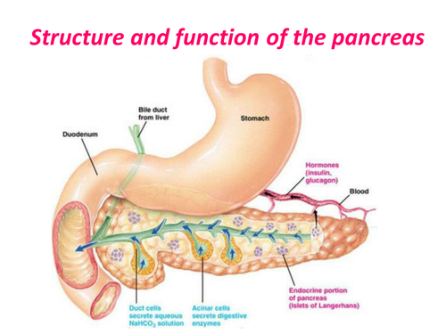 Structure and function of the Pancreas | Teaching Resources