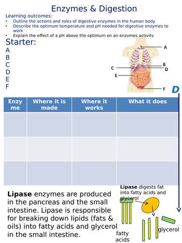 Gcse coursework enzymes 07 picture