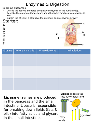 NEW AQA Trilogy GCSE (2016) Biology - Digestive Enzymes | Teaching ...