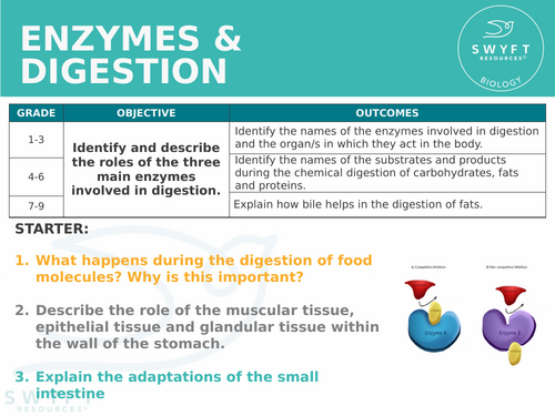 NEW AQA Trilogy GCSE (2016) Biology - Digestive Enzymes | Teaching ...