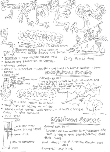 Coniferous and Deciduous Trees: Exam Revision
