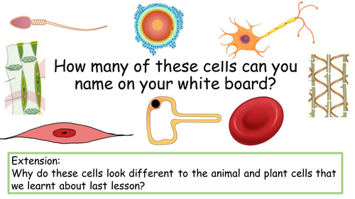 Specialised cells NEW GCSE AQA Trilogy Ofsted/observation ...