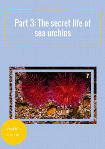 Underwater adventrures Part 3: The secret life of sea urchins