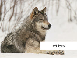 Wolves - Reading Comprehension | Teaching Resources