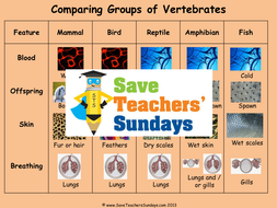 Names of Bird, Reptiles, Amphibians and Fish KS1 Lesson Plan, Matching