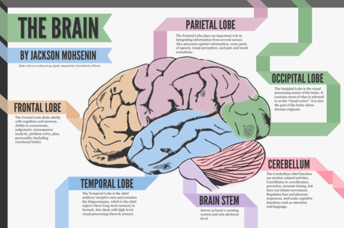 psychology-classroom-display-posters-open-evening-careers-literacy-mats-teaching-resources