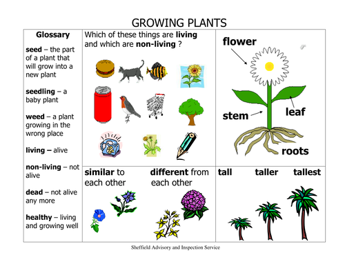 KS1 Growing Plants Science Vocabulary and Spelling List+ Word Mat+ 31 ...