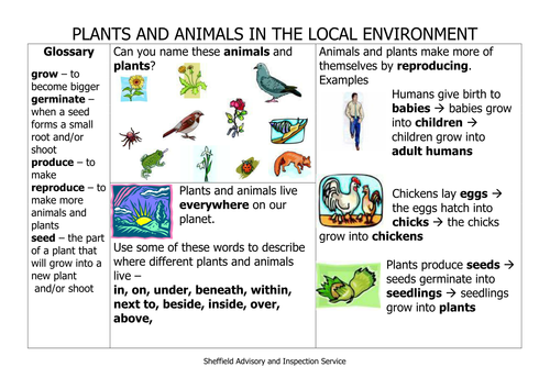 KS1 Plants & animals in the local environment Science vocabulary, Word Mat  and 31 Teaching Ideas | Teaching Resources