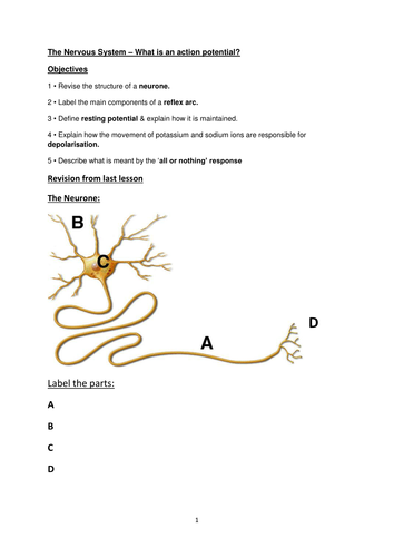 The Nervous System: Resting &  Action Potentials - lesson plan, hand-out and PPT - A Level Biology