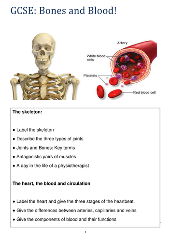 The Skeletal System: GCSE and A Level Biology/Access-  8 RESOURCES -  PPTs and Booklets