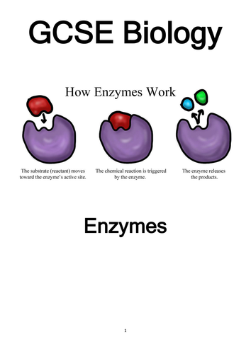 GCSE Life Processes, the cell, enzymes, photosynthesis, limiting factors and respiration 9 RESOURCES