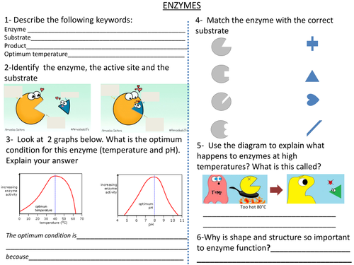 Enzymes Worksheet Teaching Resources