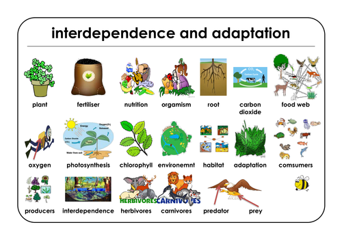 12 Year 6 Science unit learning mats