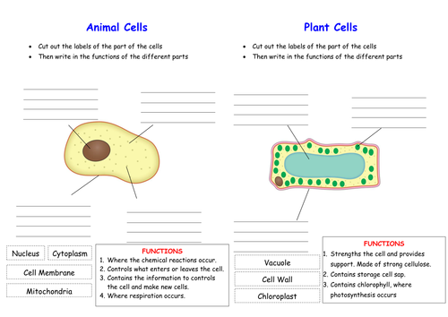 activate ks3 science module b1 cells by awindows teaching resources