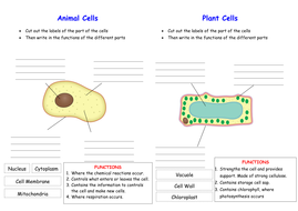 Activate KS3 Science - Module B1 Cells | Teaching Resources