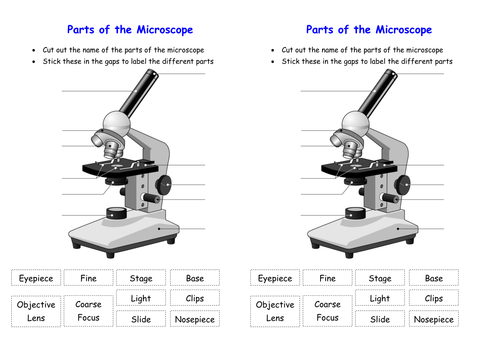 Microscope Worksheets For Kids