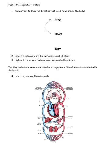 Introducing the circulatory system