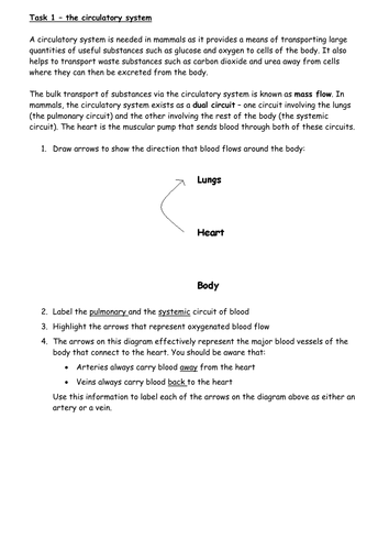 Introducing the cardiovascular system and heart