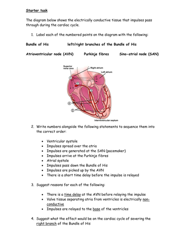 Control of the cardiac cycle - electrical activity in the heart