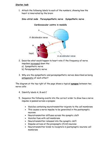 Innervation and control of heart rate
