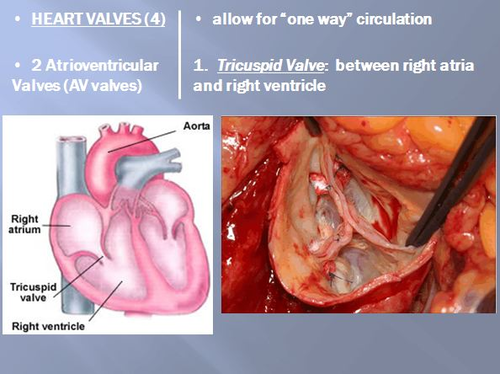 Cardiovascular System Unit (Circulatory System) Bundle | Teaching Resources