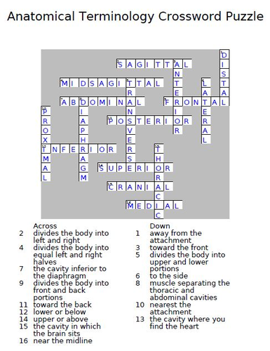 shoulder anatomy crossword key