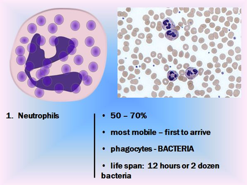 Blood Notes Red Blood Cells And White Blood Cells Powerpoint