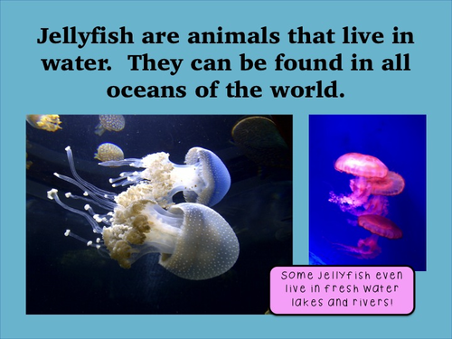 Jellyfish | Teaching Resources