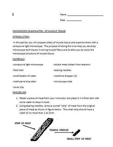Muscular System Anatomy-Biology 3 in 1 Muscle Lab Package | Teaching ...