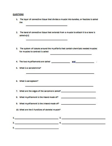 Muscle Tissue Prepared Slide Lab Activity - Anatomy & Biology