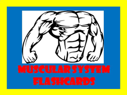 Muscular System Flashcards | Teaching Resources