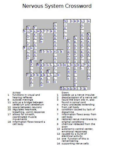 Nervous System Crossword Puzzle Teaching Resources