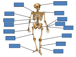 Anatomy of the Body Revision | Teaching Resources