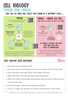 Meiosis and Mitosis Worksheet - Biology GCSE 2016 by leighmartin01