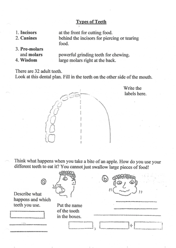 Types of Teeth | Teaching Resources