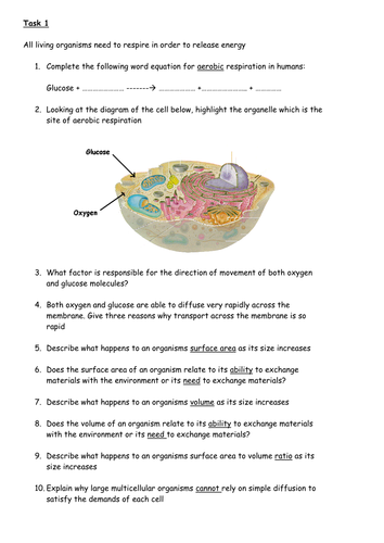 Gas exchange in cells, lung structure, gas exchange at alveolus and ventilation