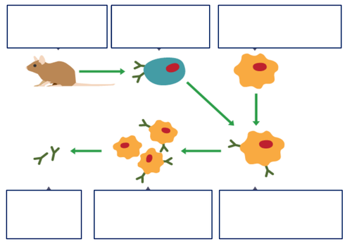 AQA GCSE Biology (2016) Monoclonal Antibodies (Unit 3 Infection and ...