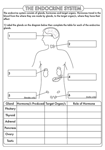 GCSE Biology: Endocrine System Worksheet Pack (Animal Hormones