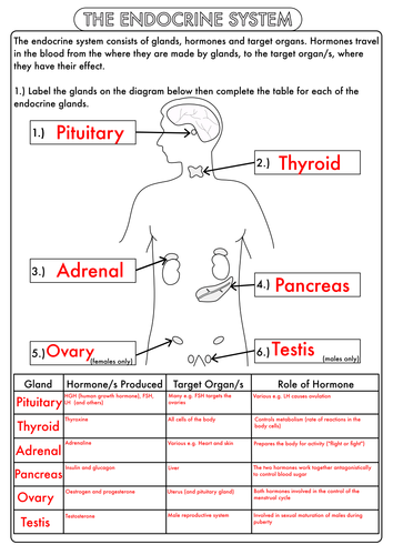 Endocrine System Animal Hormones Worksheets By Beckystoke Teaching Resources TES