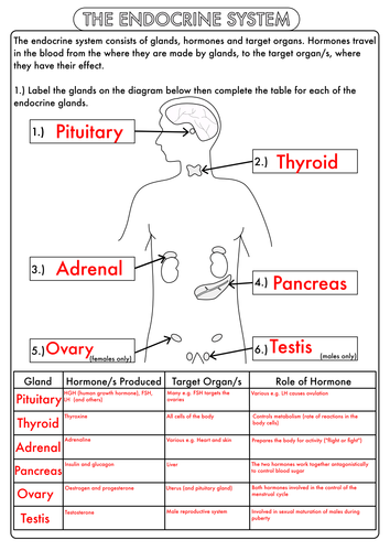 endocrine-system-animal-hormones-worksheets-by-beckystoke-teaching-resources-tes