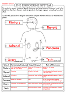 GCSE Biology: Endocrine System Worksheet Pack (Animal Hormones