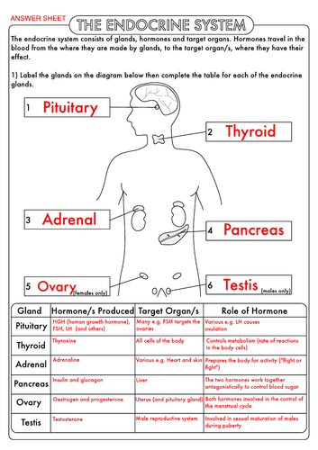 41-human-endocrine-hormones-worksheet-answers-worksheet-for-fun