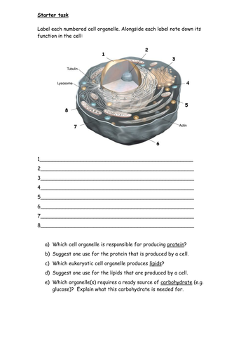 Cell organelles and magnification