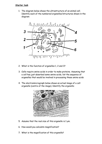 Cell organelles - a review by cmrcarr - UK Teaching Resources - TES