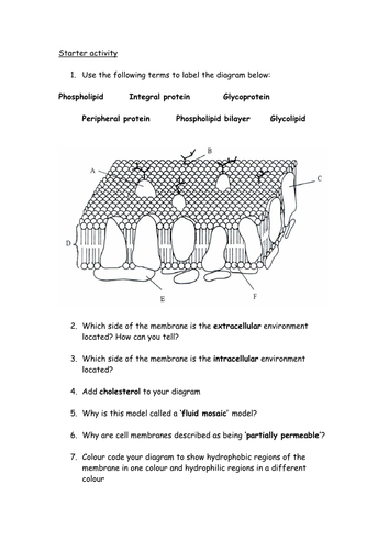 Fluid Mosaic Model - quick review