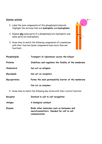 Properties of phospholipids & fluid mosaic structure review