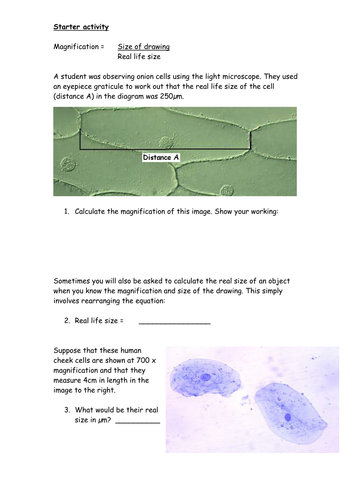 Calculating magnification, diagram size and real size